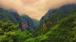 بزرگترین جنگل ایران کجاست؟