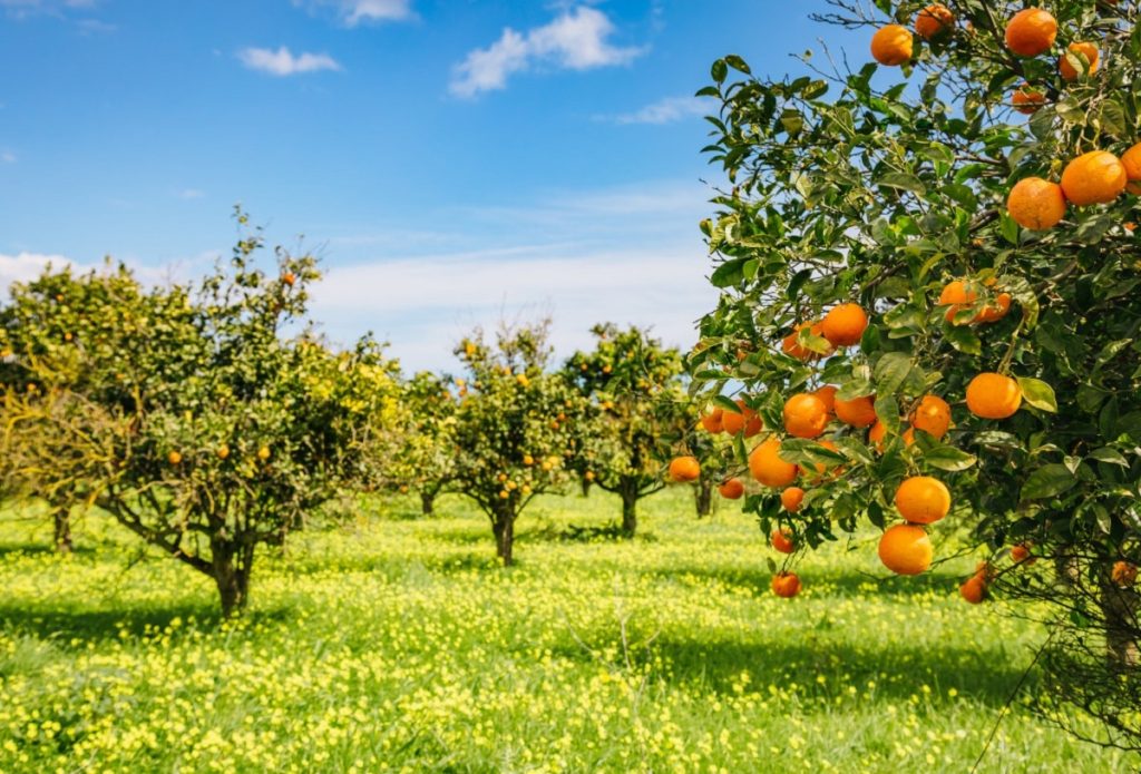 شهر مرکبات ایران کدام است؟